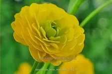 Ranunculus acris 'Multiplex'