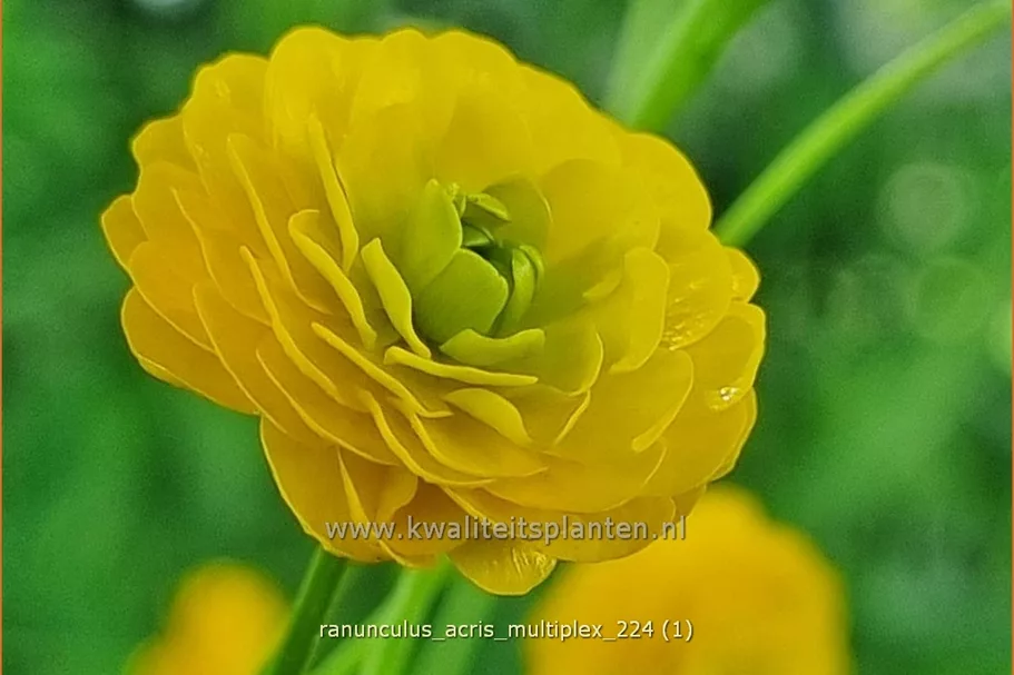 Ranunculus acris 'Multiplex'