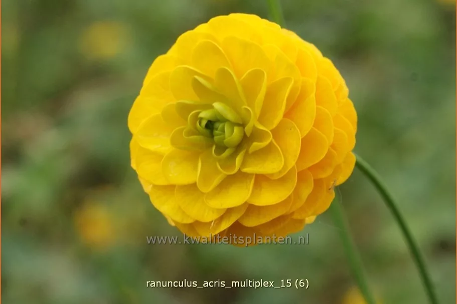 Ranunculus acris 'Multiplex'