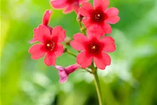 Primula japonica 'Millers Crimson'