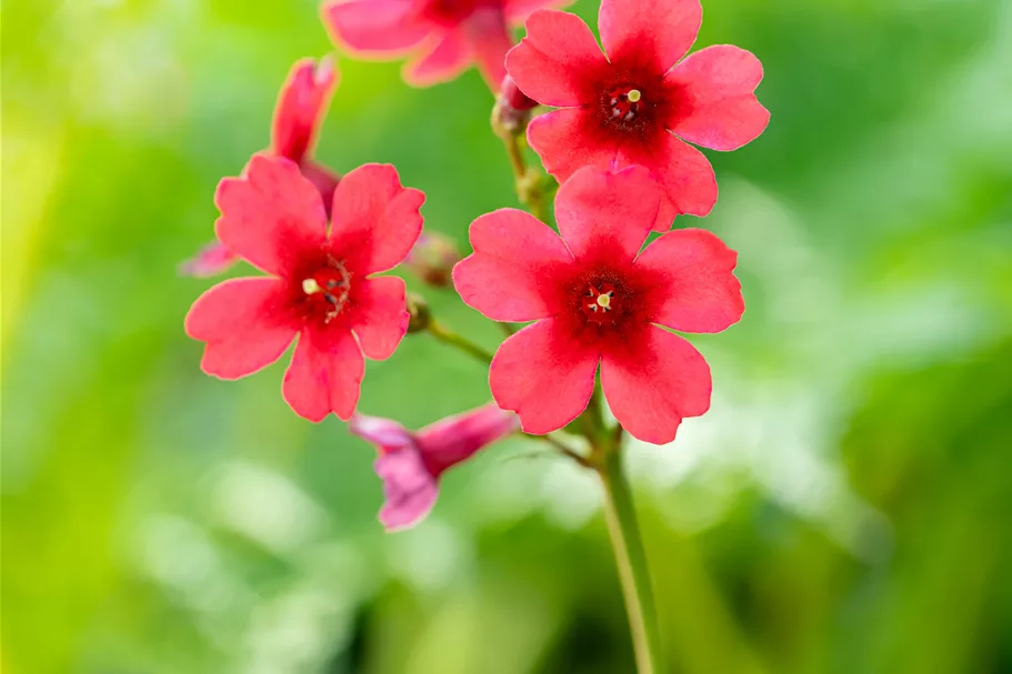 Primula japonica 'Millers Crimson'