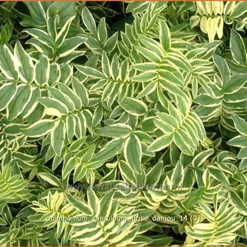 Polemonium caeruleum 'Brise d´Anjou'