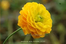 Ranunculus acris 'Multiplex'