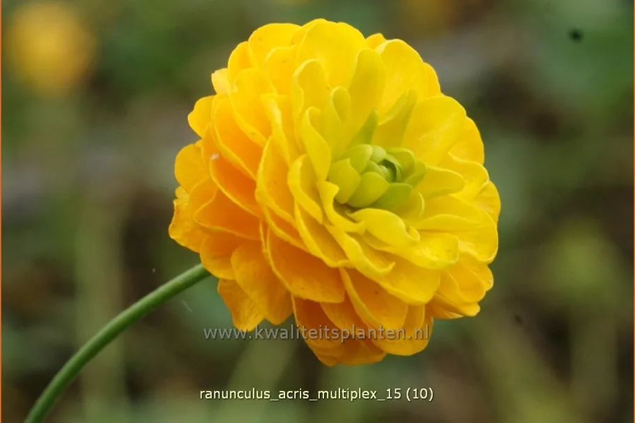 Ranunculus acris 'Multiplex'