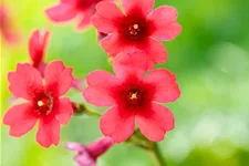 Primula japonica 'Millers Crimson'