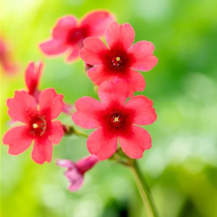 Primula japonica 'Millers Crimson'