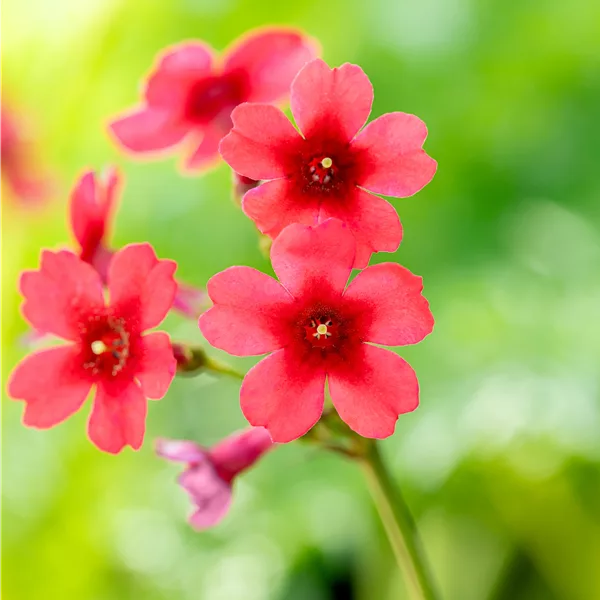 Primula japonica 'Millers Crimson'