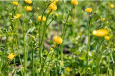 Ranunculus acris 'Multiplex'