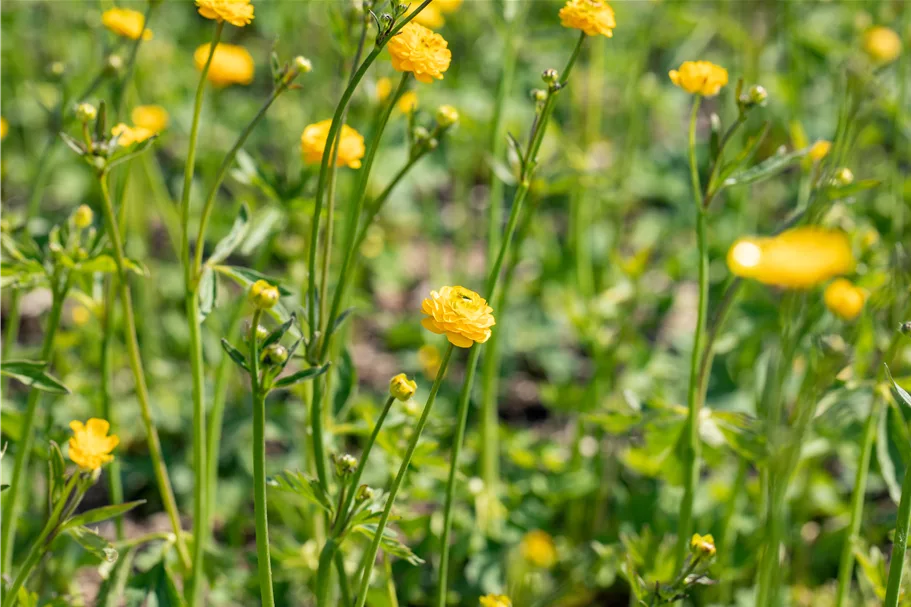 Ranunculus acris 'Multiplex'