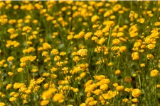 Ranunculus acris 'Multiplex'