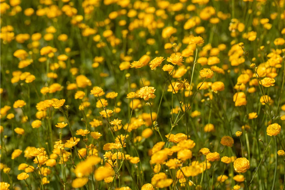 Ranunculus acris 'Multiplex'