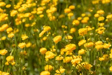 Ranunculus acris 'Multiplex'