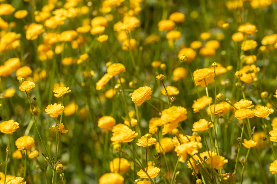 Ranunculus acris 'Multiplex'
