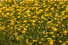 Ranunculus acris 'Multiplex'