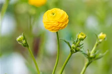 Ranunculus acris 'Multiplex'
