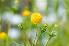 Ranunculus acris 'Multiplex'