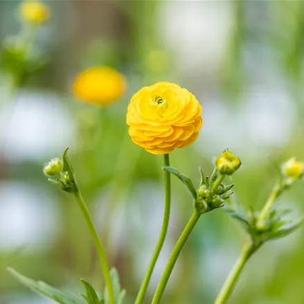Ranunculus acris 'Multiplex'