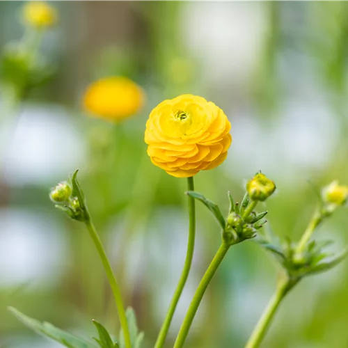 Ranunculus acris 'Multiplex'