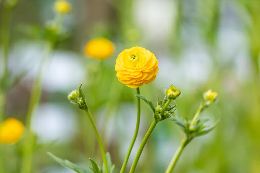 Ranunculus acris 'Multiplex'