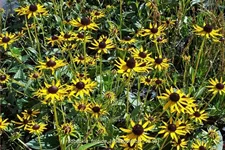 Rudbeckia fulgida var. sullivantii 'Little Goldstar'