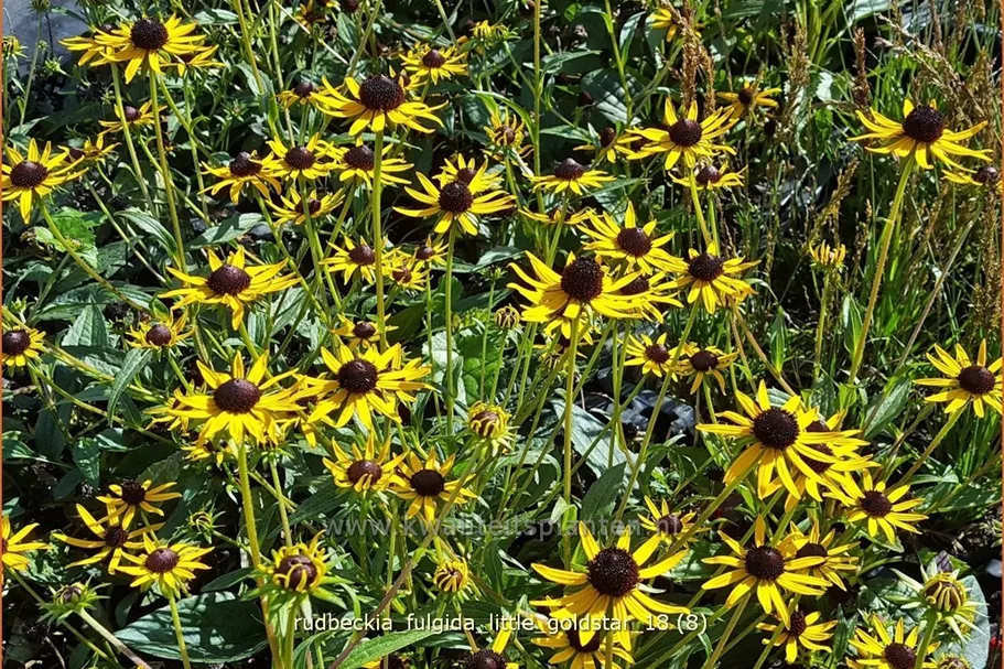 Rudbeckia fulgida var. sullivantii 'Little Goldstar'