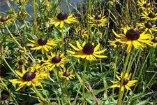 Rudbeckia fulgida var. sullivantii 'Little Goldstar'