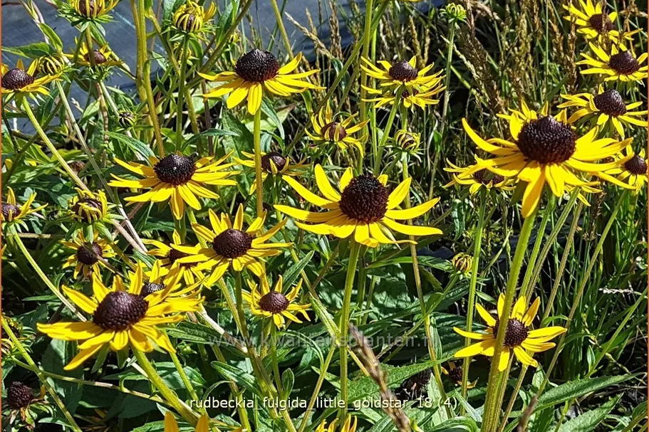 Rudbeckia fulgida var. sullivantii 'Little Goldstar'