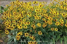 Rudbeckia fulgida var. sullivantii 'Little Goldstar'