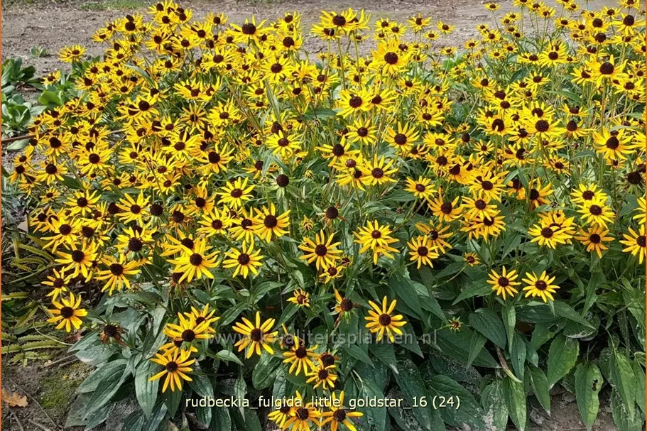Rudbeckia fulgida var. sullivantii 'Little Goldstar'