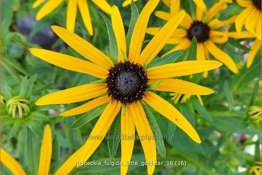 Rudbeckia fulgida var. sullivantii 'Little Goldstar'