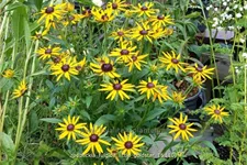 Rudbeckia fulgida var. sullivantii 'Little Goldstar'
