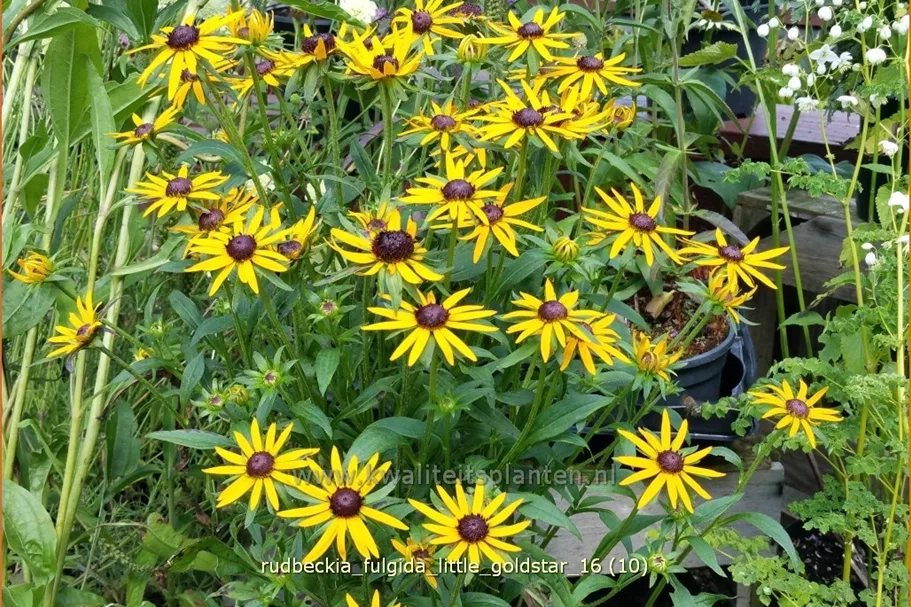 Rudbeckia fulgida var. sullivantii 'Little Goldstar'