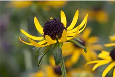 Rudbeckia fulgida var. sullivantii 'Little Goldstar'