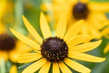 Rudbeckia fulgida var. sullivantii 'Little Goldstar'