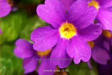 Primula juliae