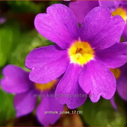 Primula juliae