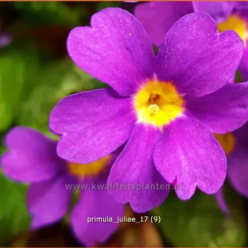 Primula juliae