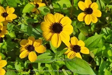 Rudbeckia triloba 'Blackjack Gold'