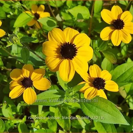 Rudbeckia triloba 'Blackjack Gold'