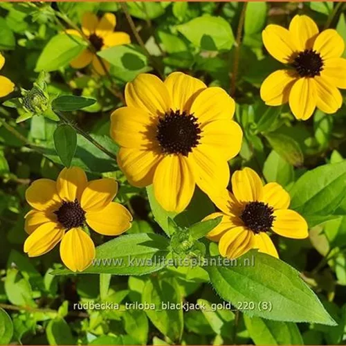 Rudbeckia triloba 'Blackjack Gold'