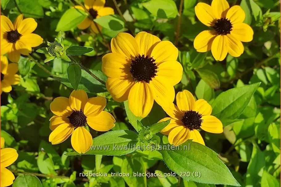 Rudbeckia triloba 'Blackjack Gold'