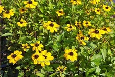Rudbeckia triloba 'Blackjack Gold'