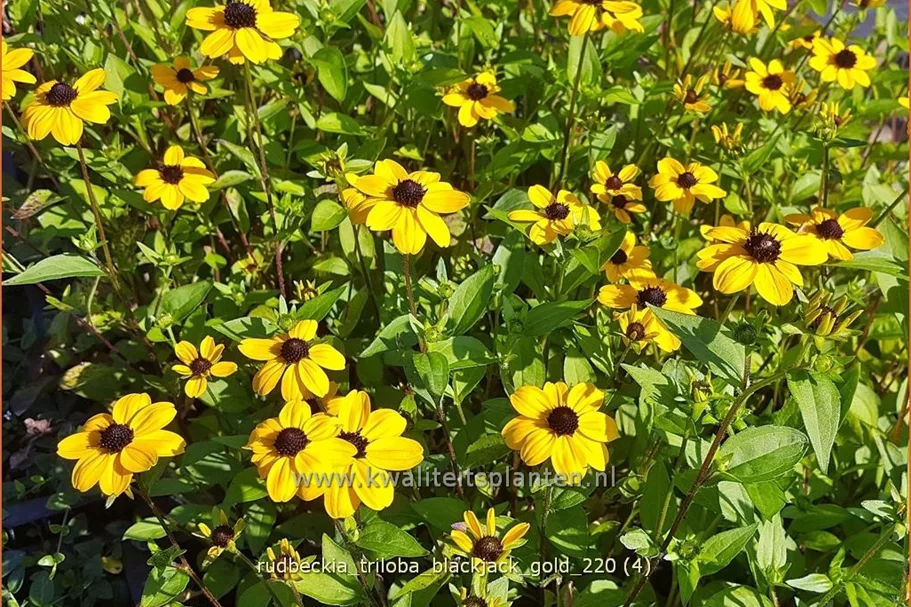 Rudbeckia triloba 'Blackjack Gold'
