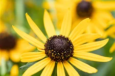 Rudbeckia fulgida var. sullivantii 'Little Goldstar'