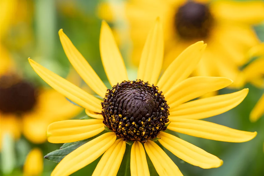 Rudbeckia fulgida var. sullivantii 'Little Goldstar'