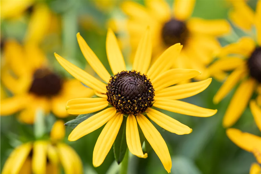Rudbeckia fulgida var. sullivantii 'Little Goldstar'