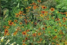 Rudbeckia triloba 'Prairie Glow'
