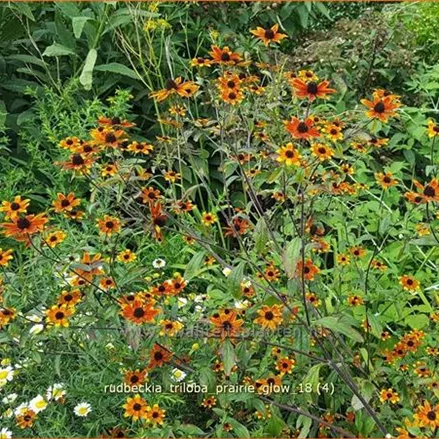 Rudbeckia triloba 'Prairie Glow'