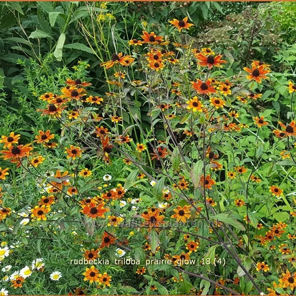 Rudbeckia triloba 'Prairie Glow'