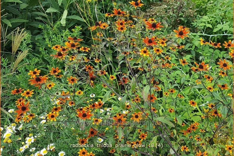 Rudbeckia triloba 'Prairie Glow'